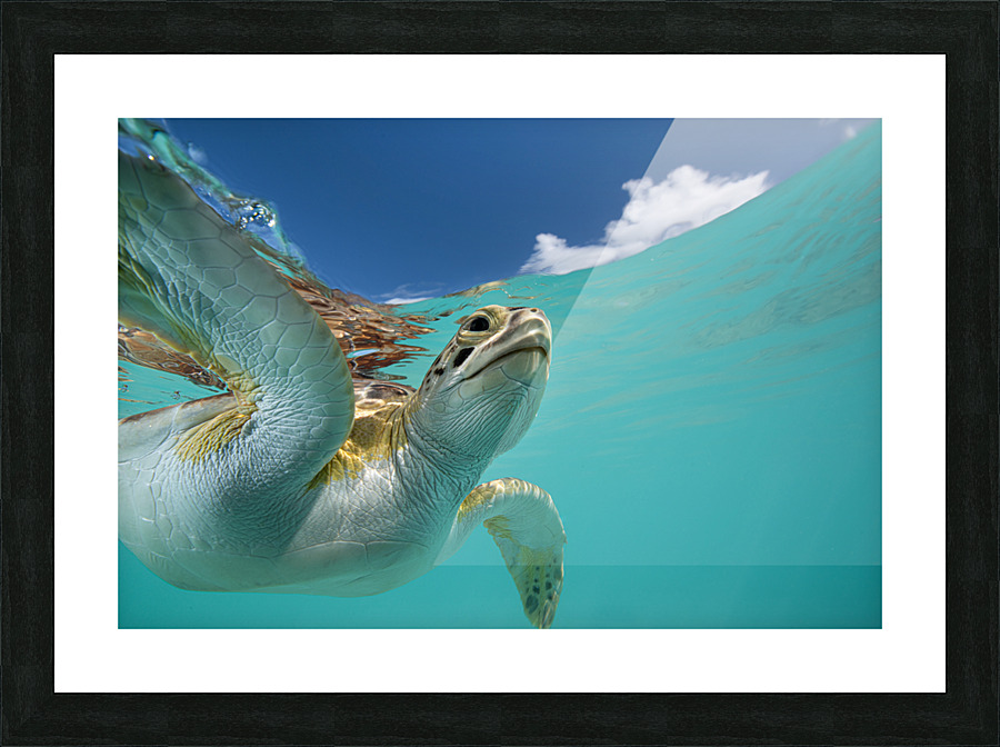 Fly Free Picture Frame print