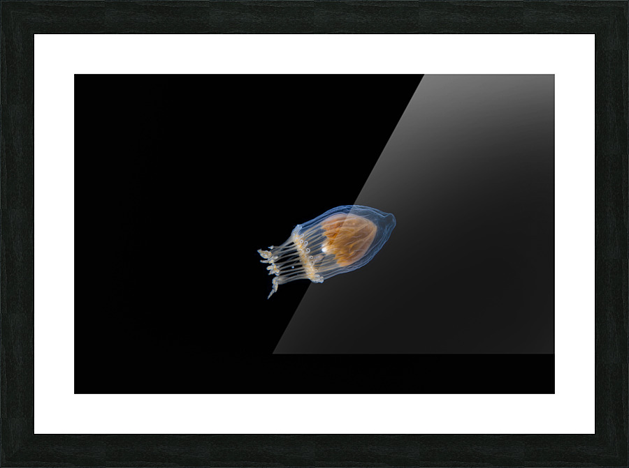 Night Rider Picture Frame print