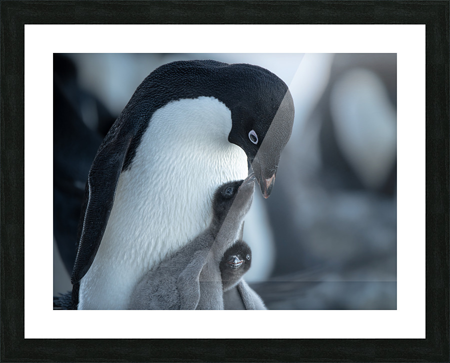 Beak-a-boo Picture Frame print
