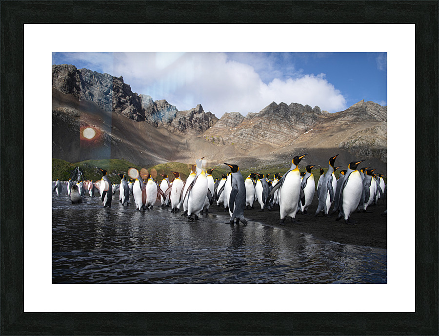 Southern Kings  Picture Frame print