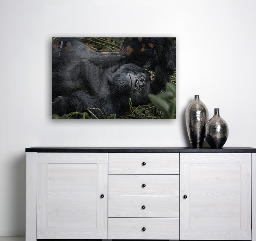 Gaze in the Congo Reproduction