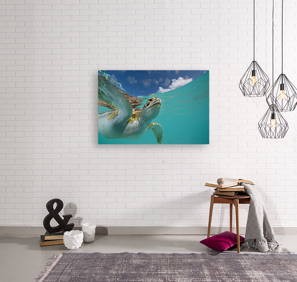 Fly Free Reproduction