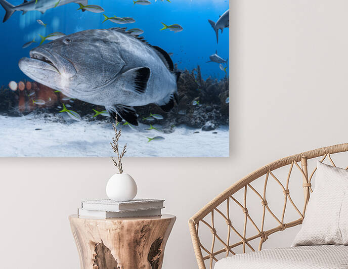 Trooper Grouper by Hanan Atia