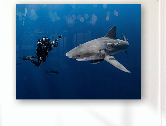 Divers Delight by Hanan Atia