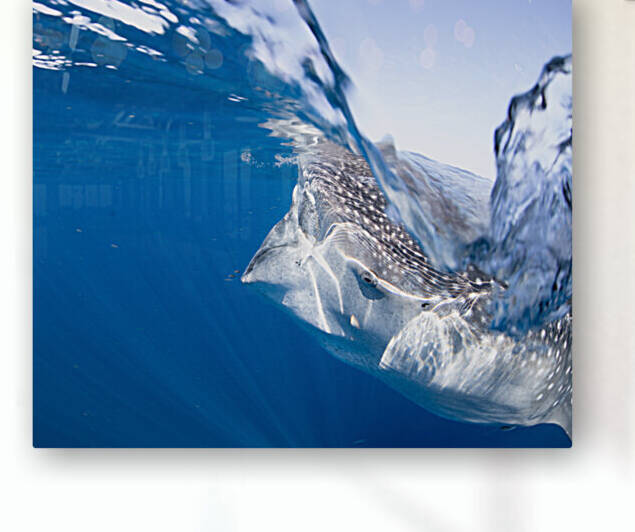 Splish Splash by Hanan Atia