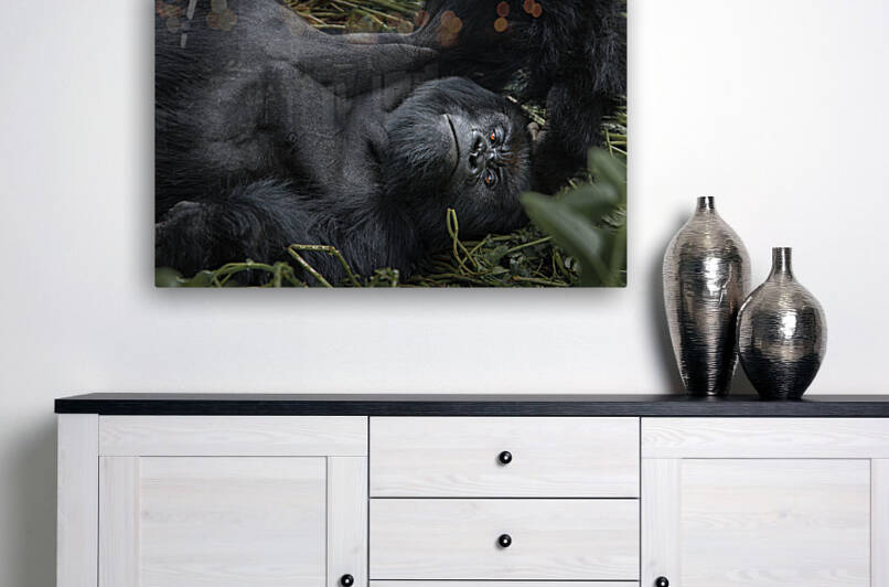 Gaze in the Congo Reproduction
