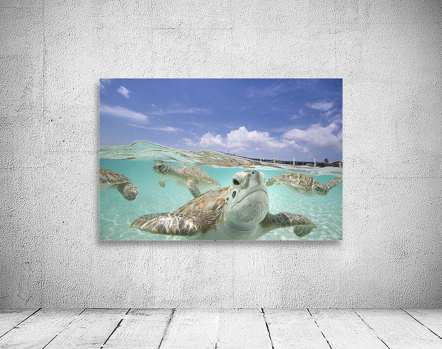 Turquoise Turtles Wall Preview
