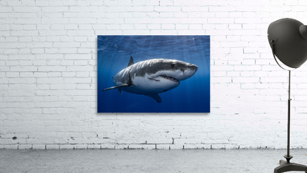 The One Wall Preview
