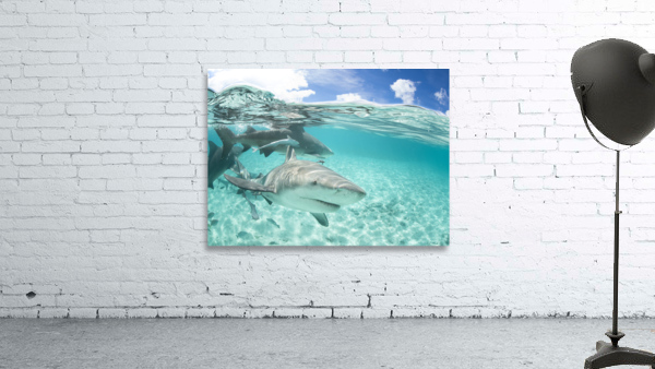 Local Leucas Wall Preview