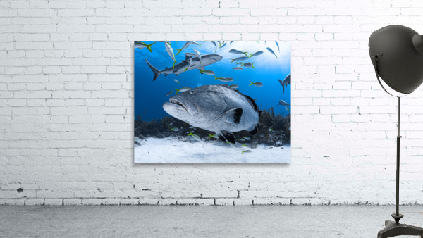 Trooper Grouper Wall Preview