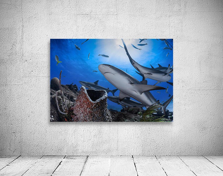 Reef Roamers Wall Preview