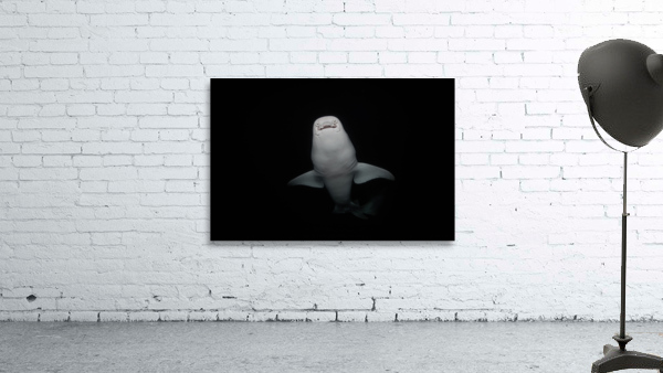 Underbite Wall Preview