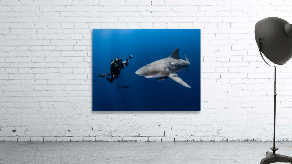 Divers Delight Wall Preview