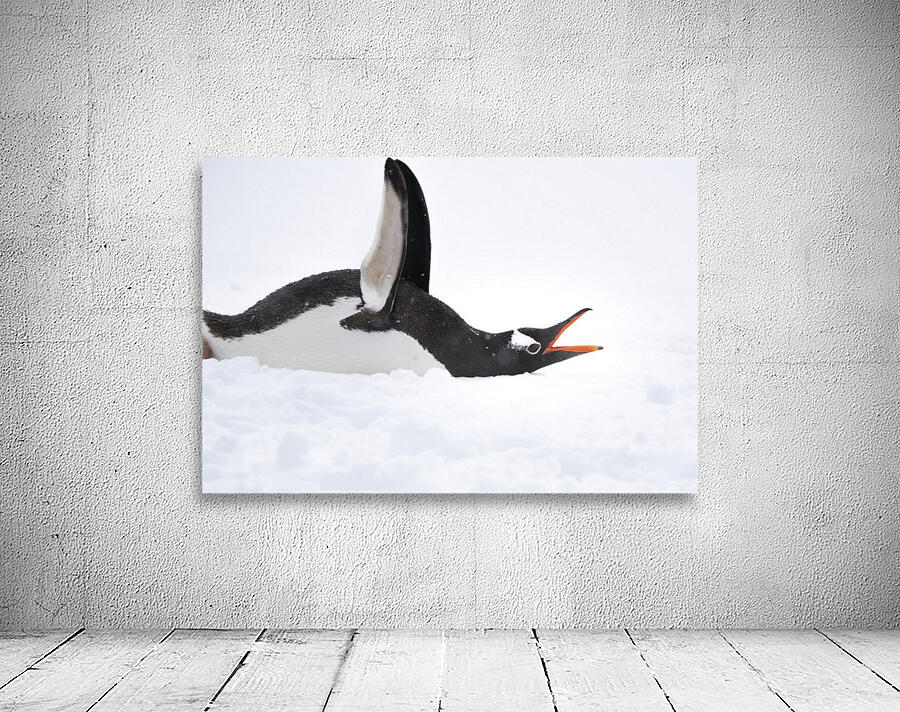 Flap & Flatter Wall Preview