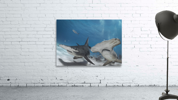 Wingmen Wall Preview