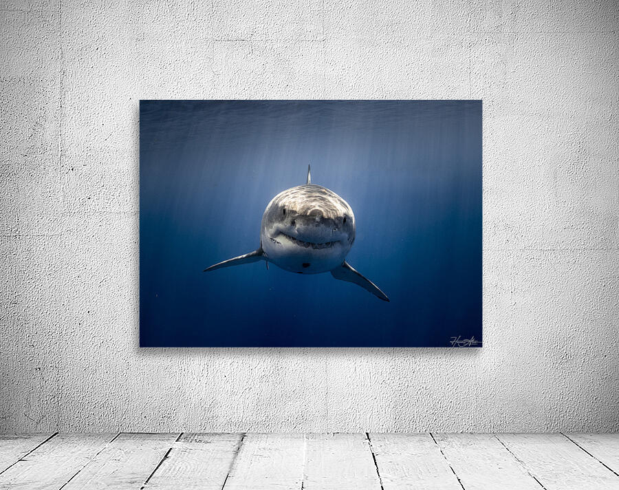 Blue Sneer Wall Preview