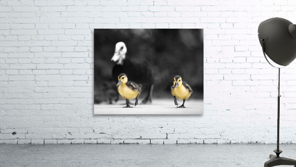 Chirp & Waddle Wall Preview