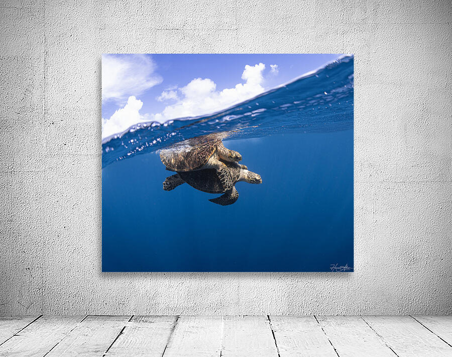 Turtle Tango Wall Preview