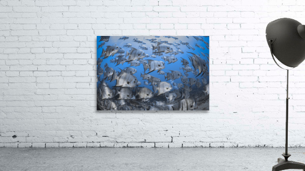 Shallow Shoal Wall Preview