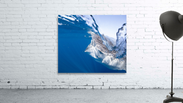 Splish Splash Wall Preview