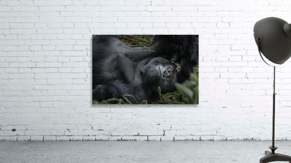 Gaze in the Congo Wall Preview