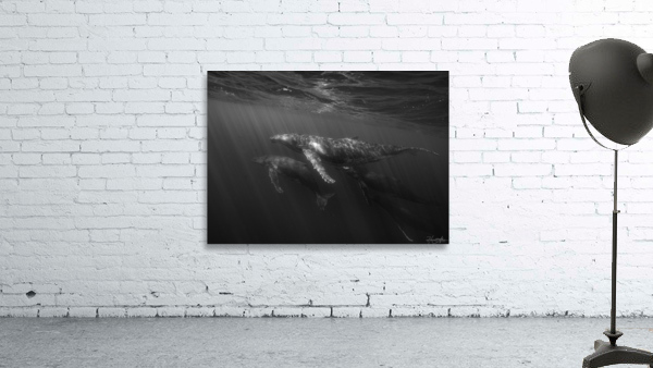 Migrating Megaptera Wall Preview