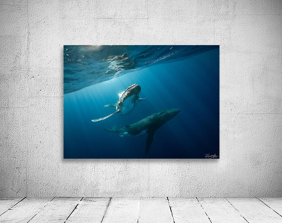 Aurora Wall Preview