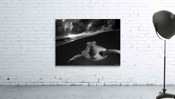 Evenin Turt Wall Preview