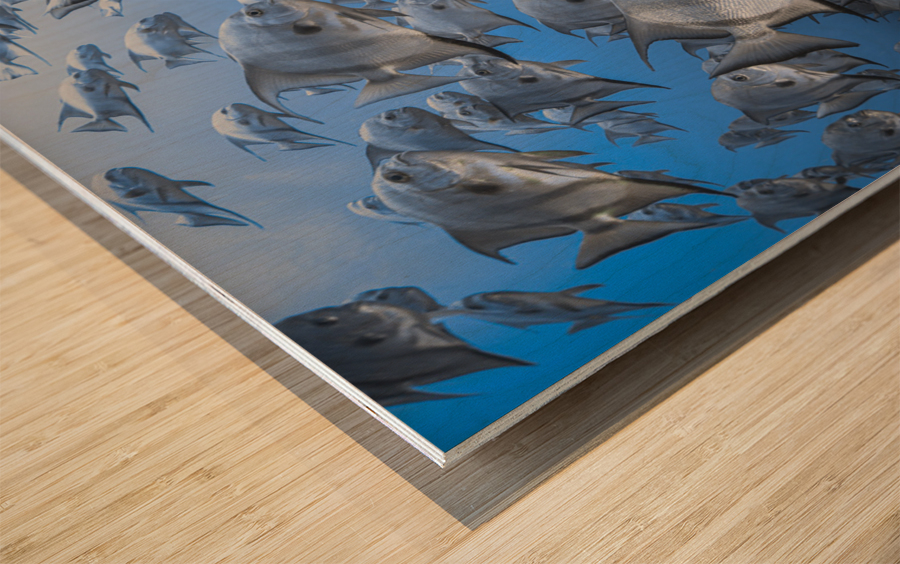 Shallow Shoal Wood print