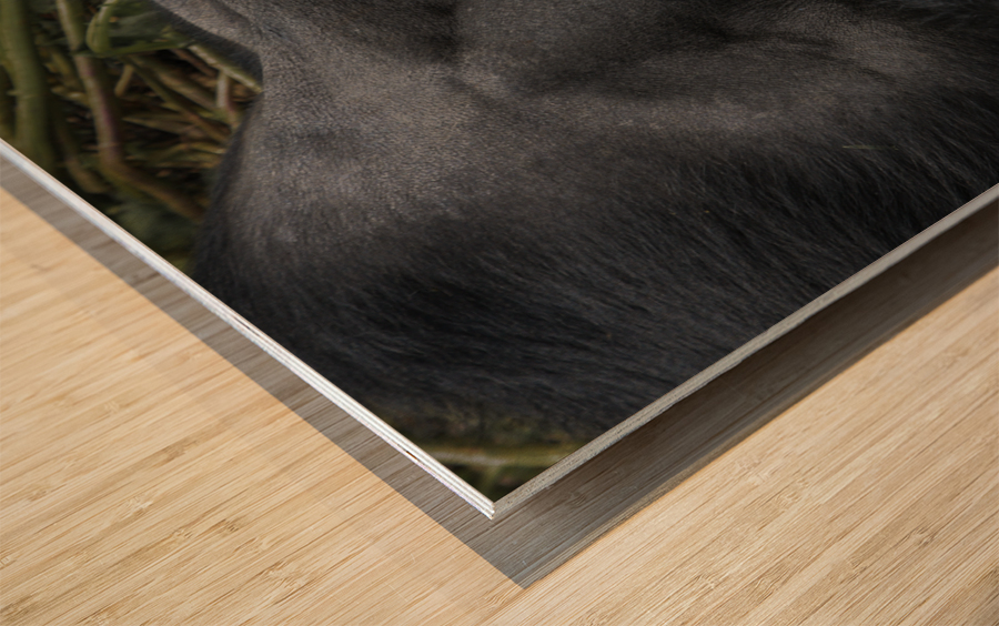 Gaze in the Congo Wood print