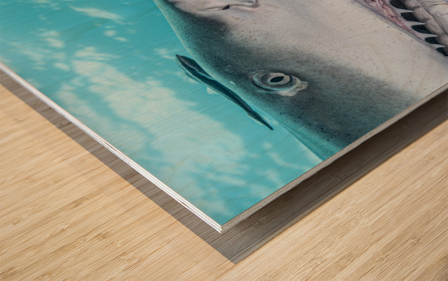 Nictitating Smile Wood print