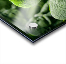 Green Asians  Acrylic print