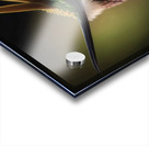 My Peco bird  Impression Acrylique