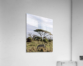Zebra in the wilderness  Acrylic Print