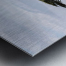 Zebra in the wilderness  Metal print