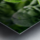 Green Asians  Metal print