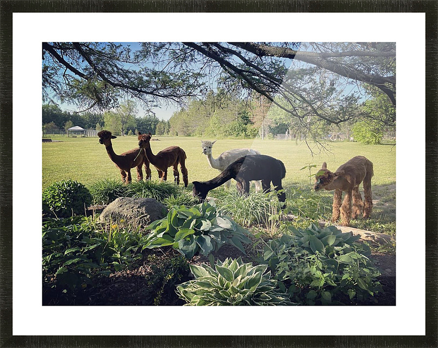 Lead The Sheep Picture Frame print