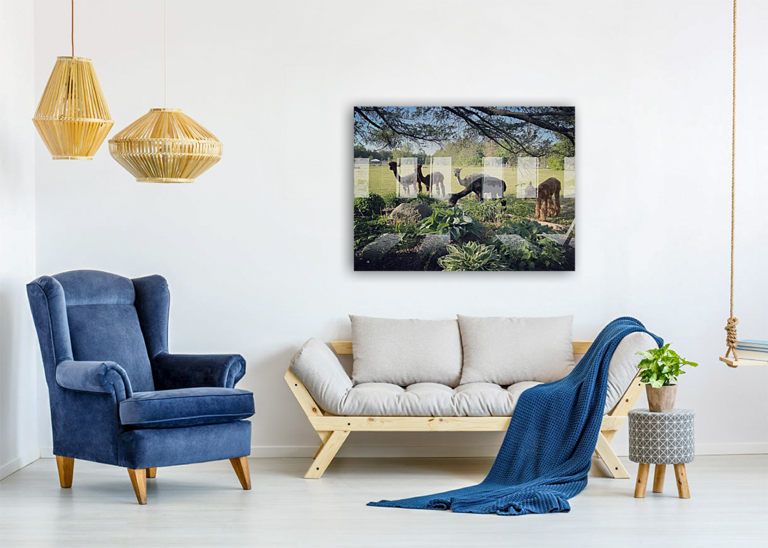 Lead The Sheep Reproduction