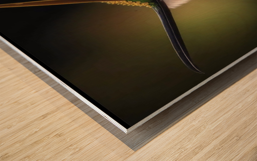 My Peco bird  Impression sur bois