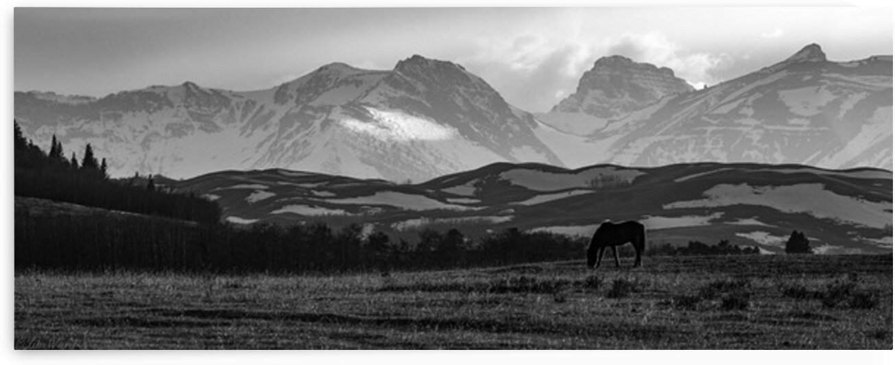 Wild Horse Grazing on Blackfeet Nation & Glacier National Park Black & White 69A5409 bw T Pict by Jim Ward