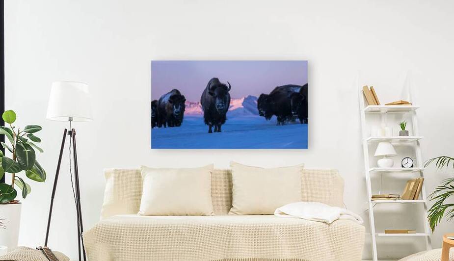 Winter Lead Cow Buffalo & Herd Wander Blackfeet Nation in Montana 269A1743 T Pict by Jim Ward