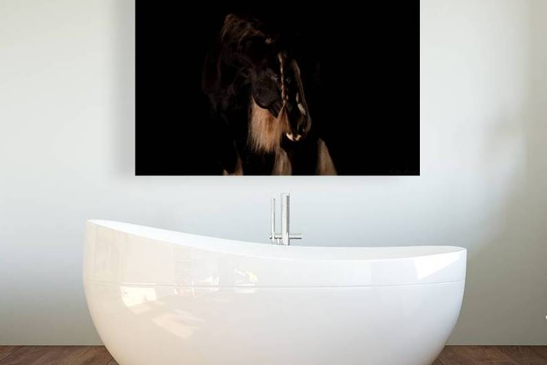 Drum Stallion Horse Portrait: Clydsdale & Gypsy Vanner Mix:  Shirefox Revel 69A3980 T Pict by Jim Ward