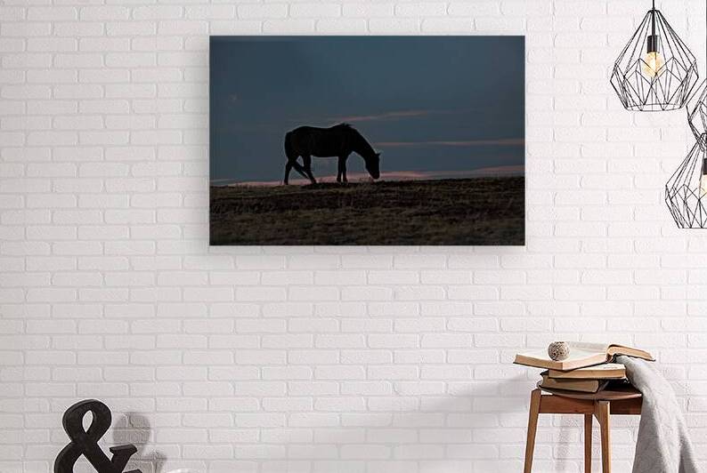 Wild Horse Grazing by Bob Marshall Wildernes Rocky Mountains 69A2529 T Pict by Jim Ward
