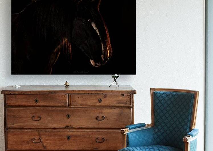 Black Clydesdale Mare Horse Portrait: Faydars Upfront Paula 69A4733 T Pict by Jim Ward