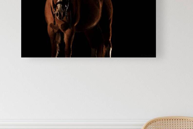 Red Dun Paint Horse Portrait: Dun So Hot 69A3722 T Pict by Jim Ward