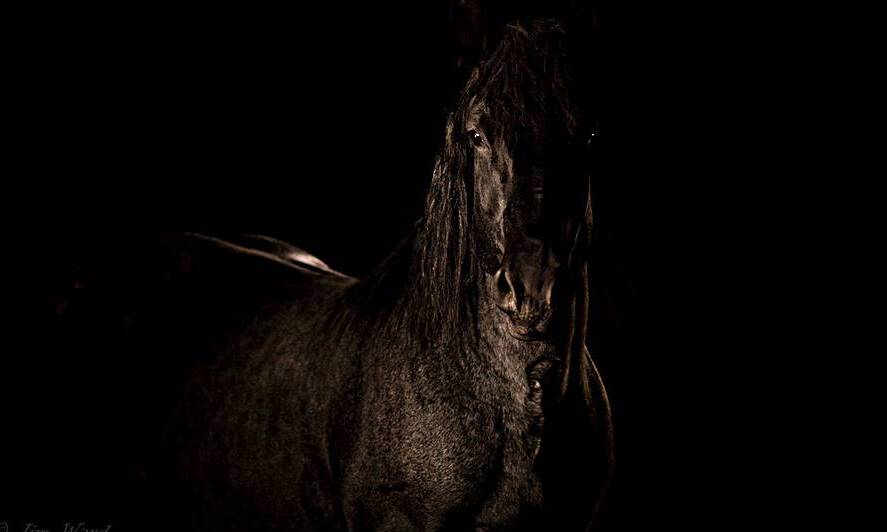 Percheron Stallion Horse Portrait: Jackpot 69A3260 T Pict by Jim Ward