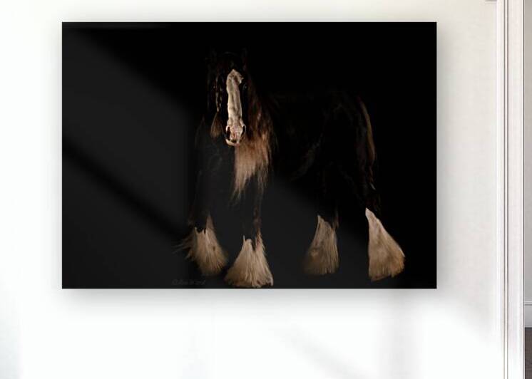 Drum Stallion Horse Portrait: Clydsdale & Gypsy Vanner Mix: Shirefox Revel 69A3941 T Pict by Jim Ward