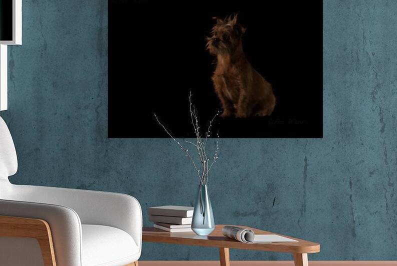 Scruffy Cute Wire Haired small Dog  Portrait 69A4499 Ernie T by Jim Ward
