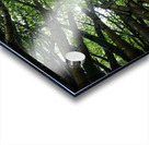 Bamboo Forest Acrylic print