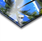 Sun Palm Acrylic print
